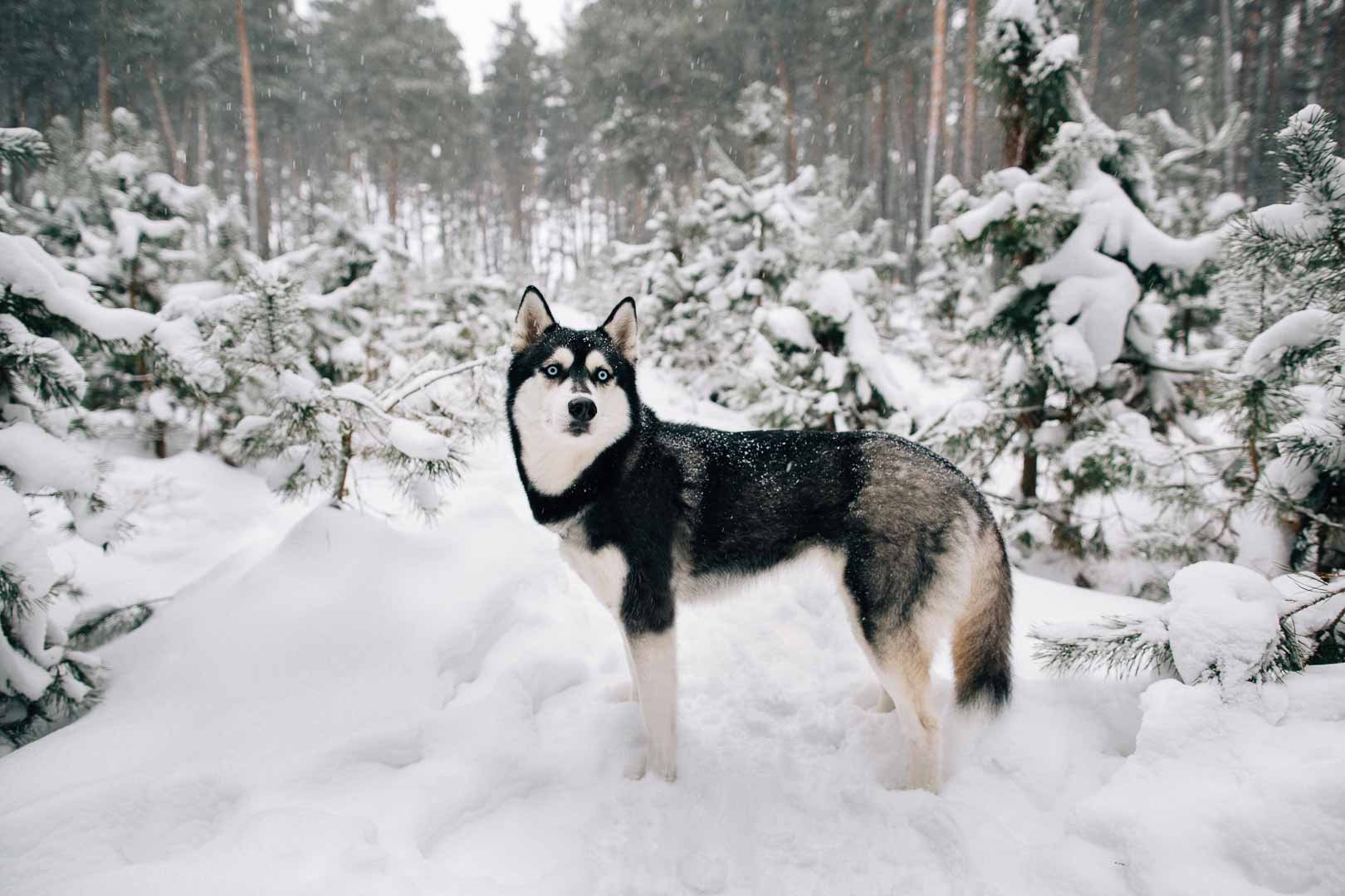 Siberian Husky dog walking in snowy winter pine forest